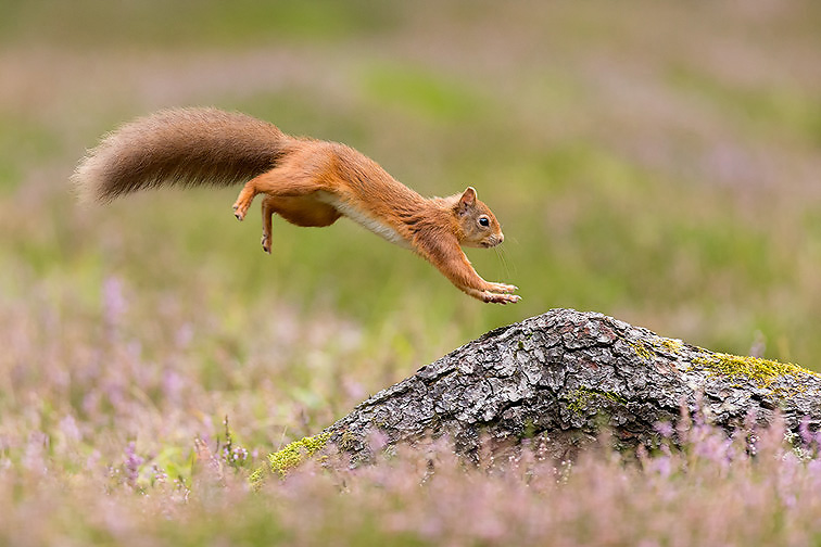 Red Squirrel (Sciurus vulgaris)  adult in summer coat leaping onto fallen log